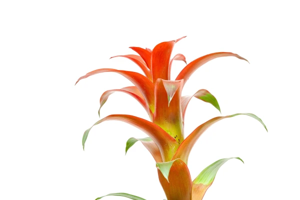 A close up photo of the Bromeliad plant