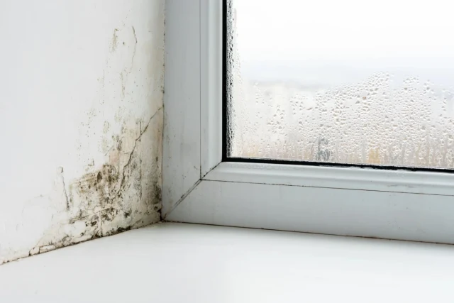 Victorian Cottage Blog Part 2: How do I get rid of mould in my house?