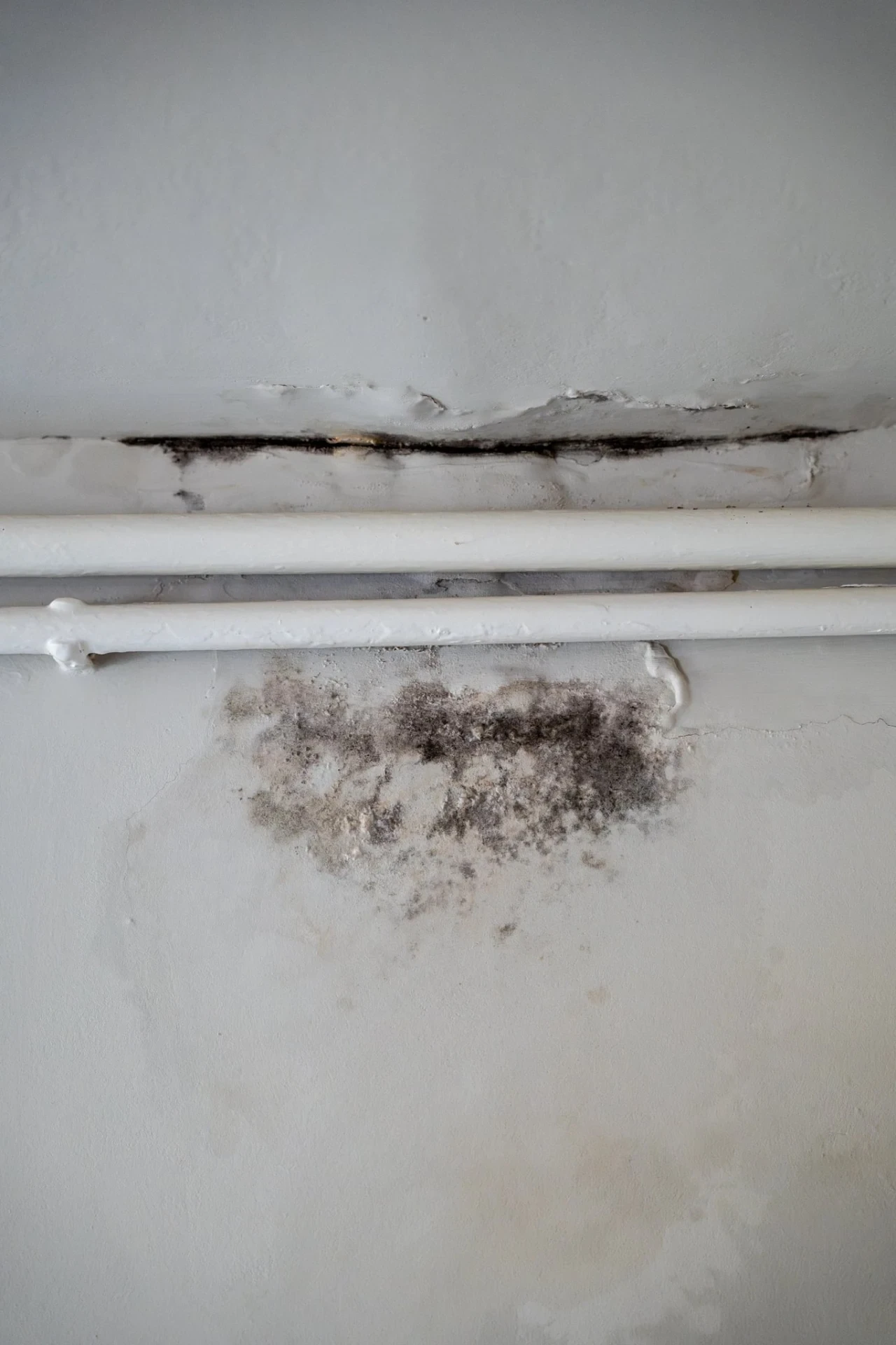 The difference between damp and mould (and why it matters)