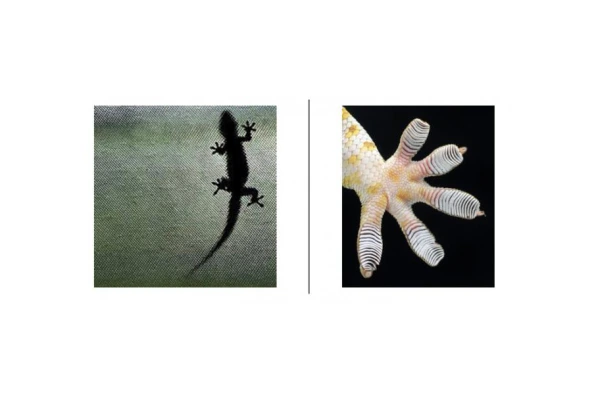 The setae (hairs) on the feet of the Gecko provide grip.