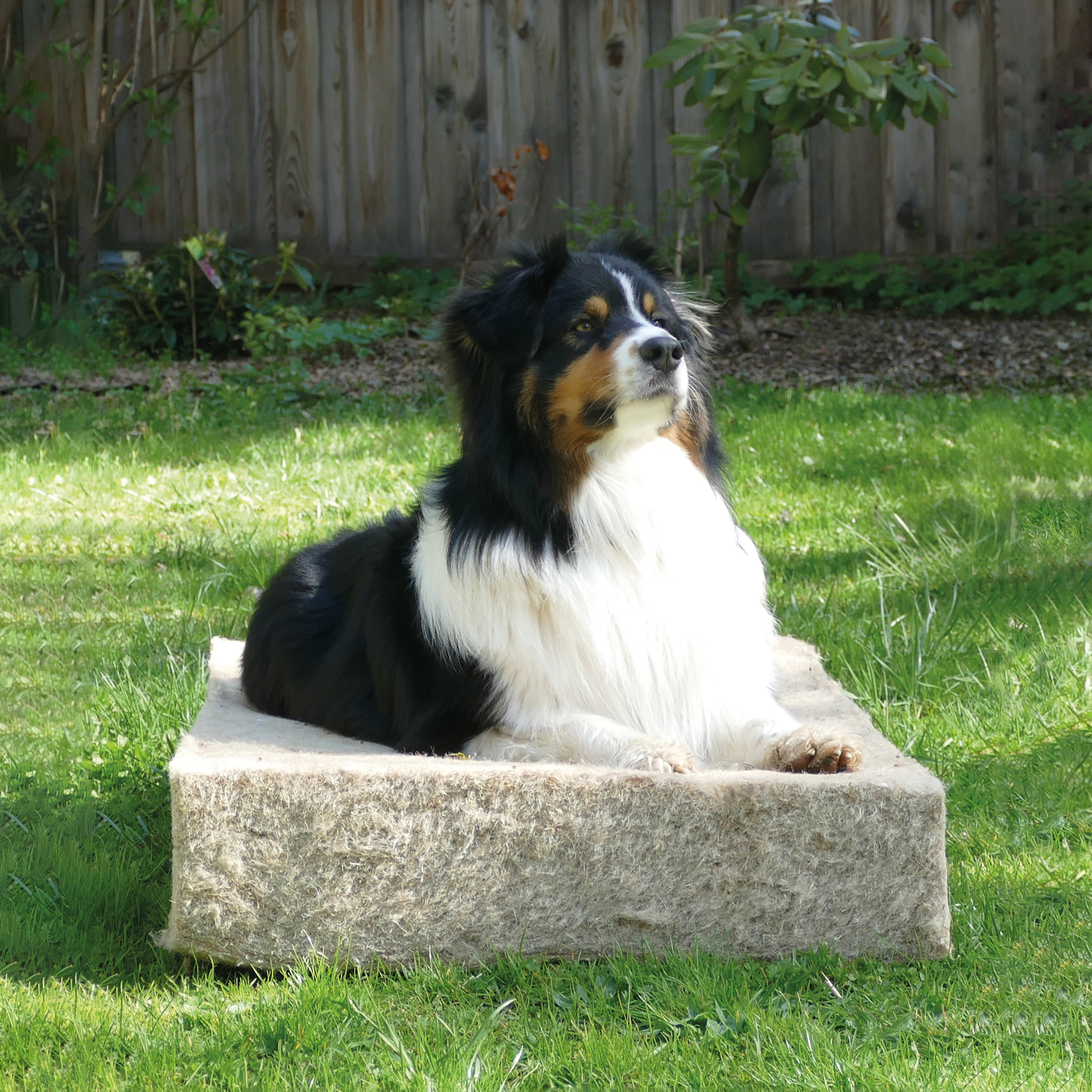 Fig. 8c. Dog sitting comfortably on Natural Hemp/Jute insulation
