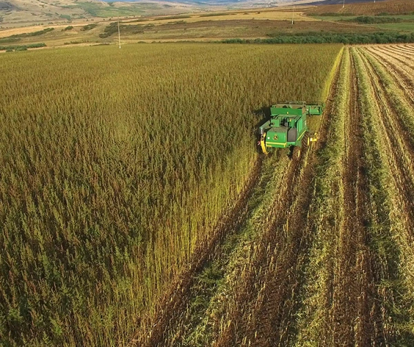 Fig. 8b. Industrial Hemp being harvested for Thermo Hemp Combi Jute.