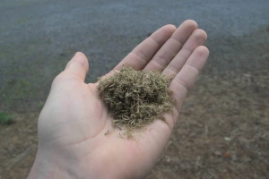 Handful of grass used in Gramitherm Grass Insulation.