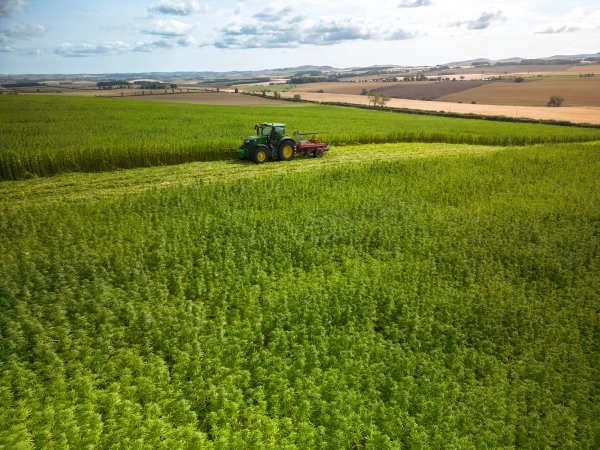 Fig. 8b. Industrial Hemp being harvested for IndiBreathe Flex.