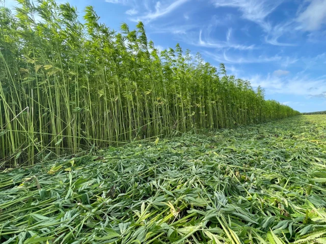 Industrial hemp myth busting: 6 common misconceptions about natural fibre insulation
