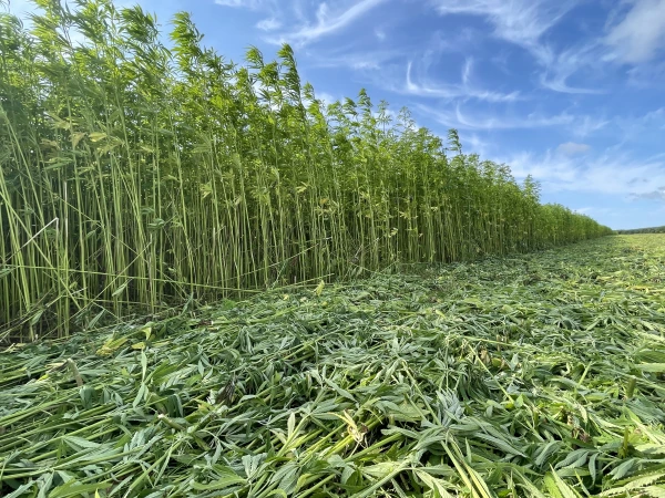 Cultivation of hemp