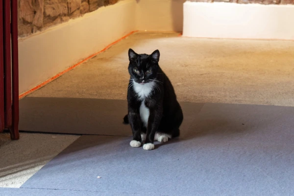 Gutex Happy Step is animal friendly