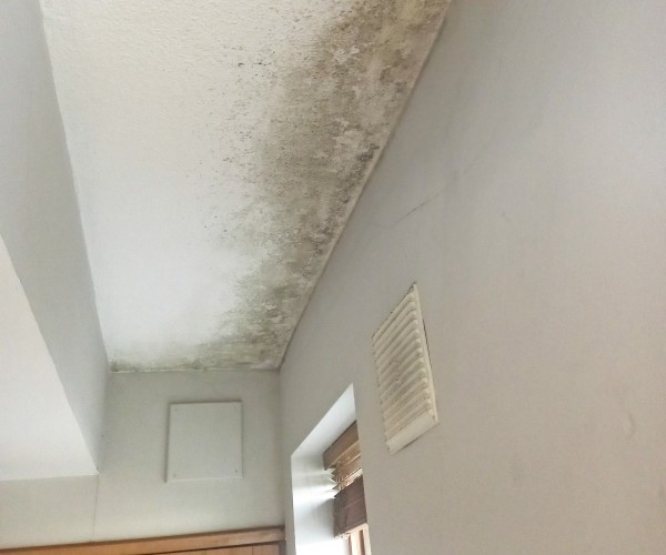 Ask the Expert: How Do I Deal with Mould?